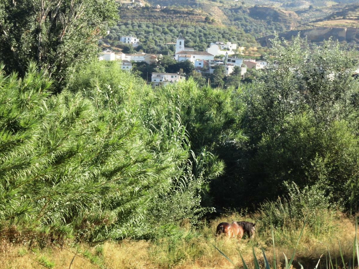 Hostal Y Apartamento Rural Los Naranjos Melegis 客房 照片