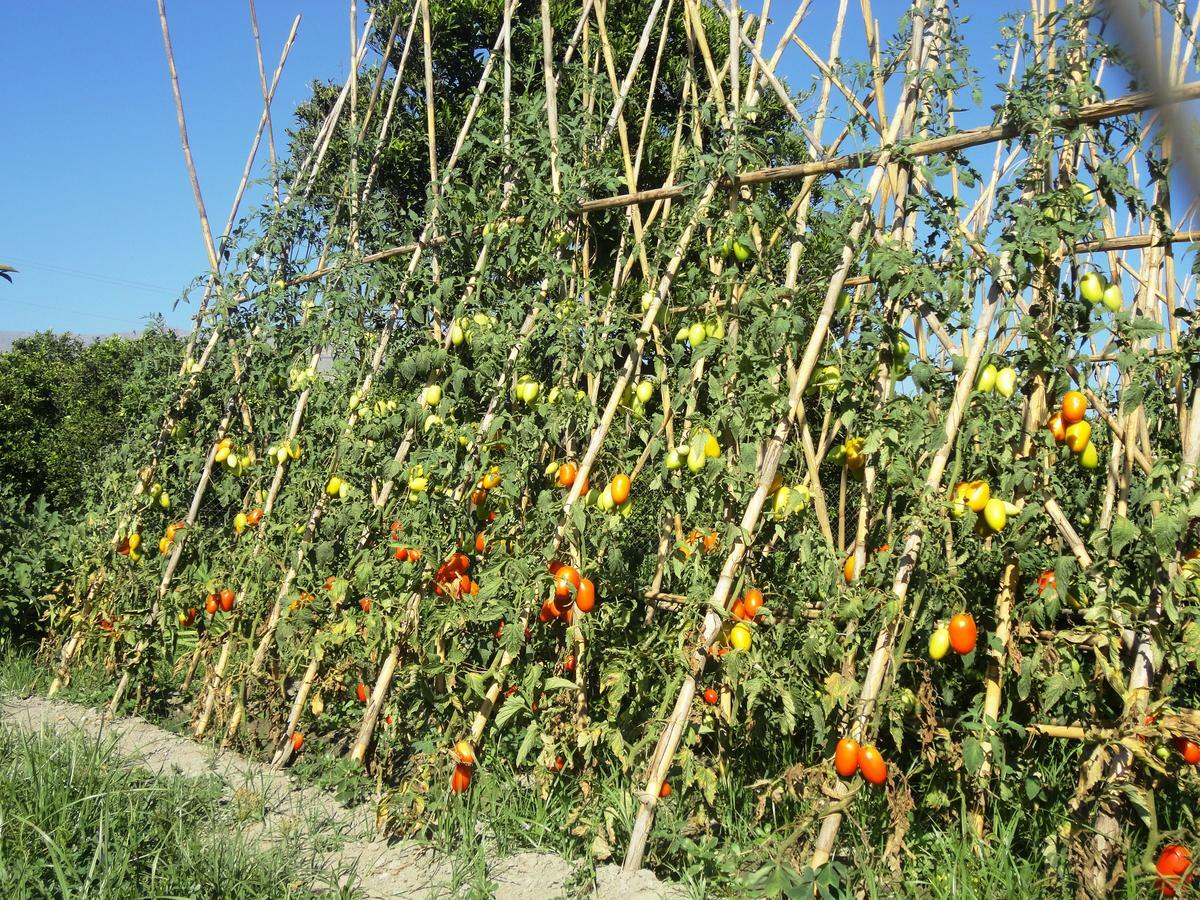 Hostal Y Apartamento Rural Los Naranjos Melegis 客房 照片